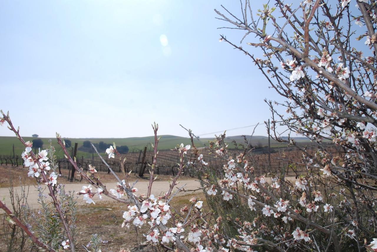 Casa Rural Teso De La Encina Villamor de los Escuderos Eksteriør bilde
